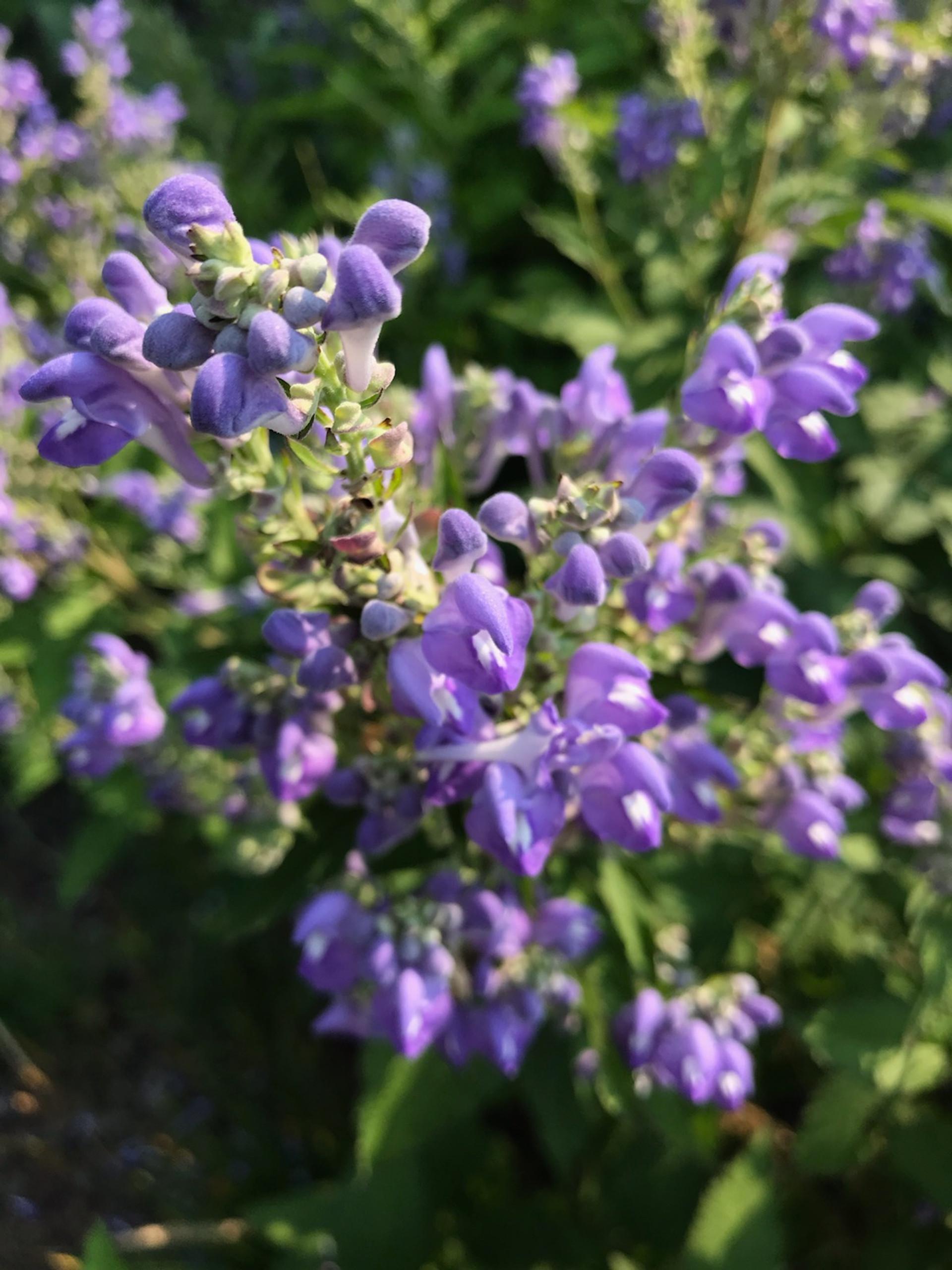 scutellaria_incana_close_up__76650.1625667882.jpg