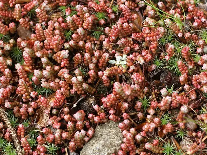 sedum-brevifolium-02.jpg