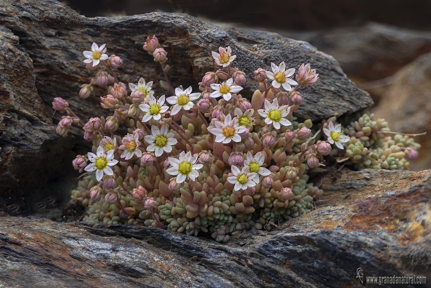 sedum-dasyphyllum-subsp-granatensis-0000015081_1400.jpg