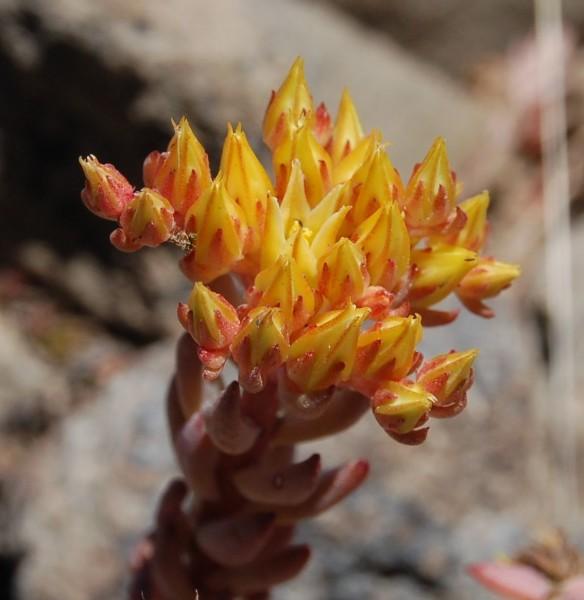 sedum-divergens-cpf1-584x600.jpg