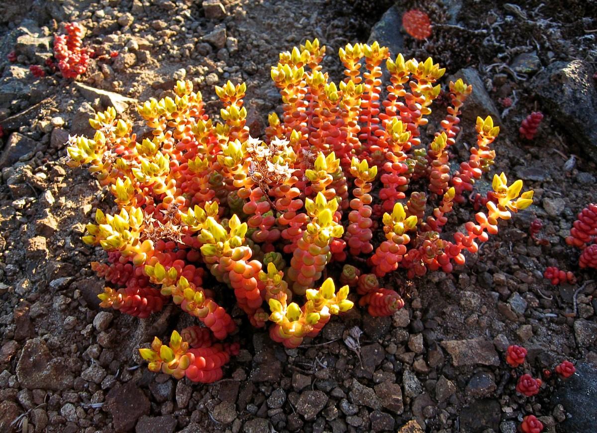 sedum-divergens-pfly.jpg