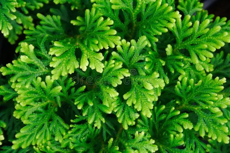 selaginella-tamariscina-p-beauv-spring-21497698.jpg