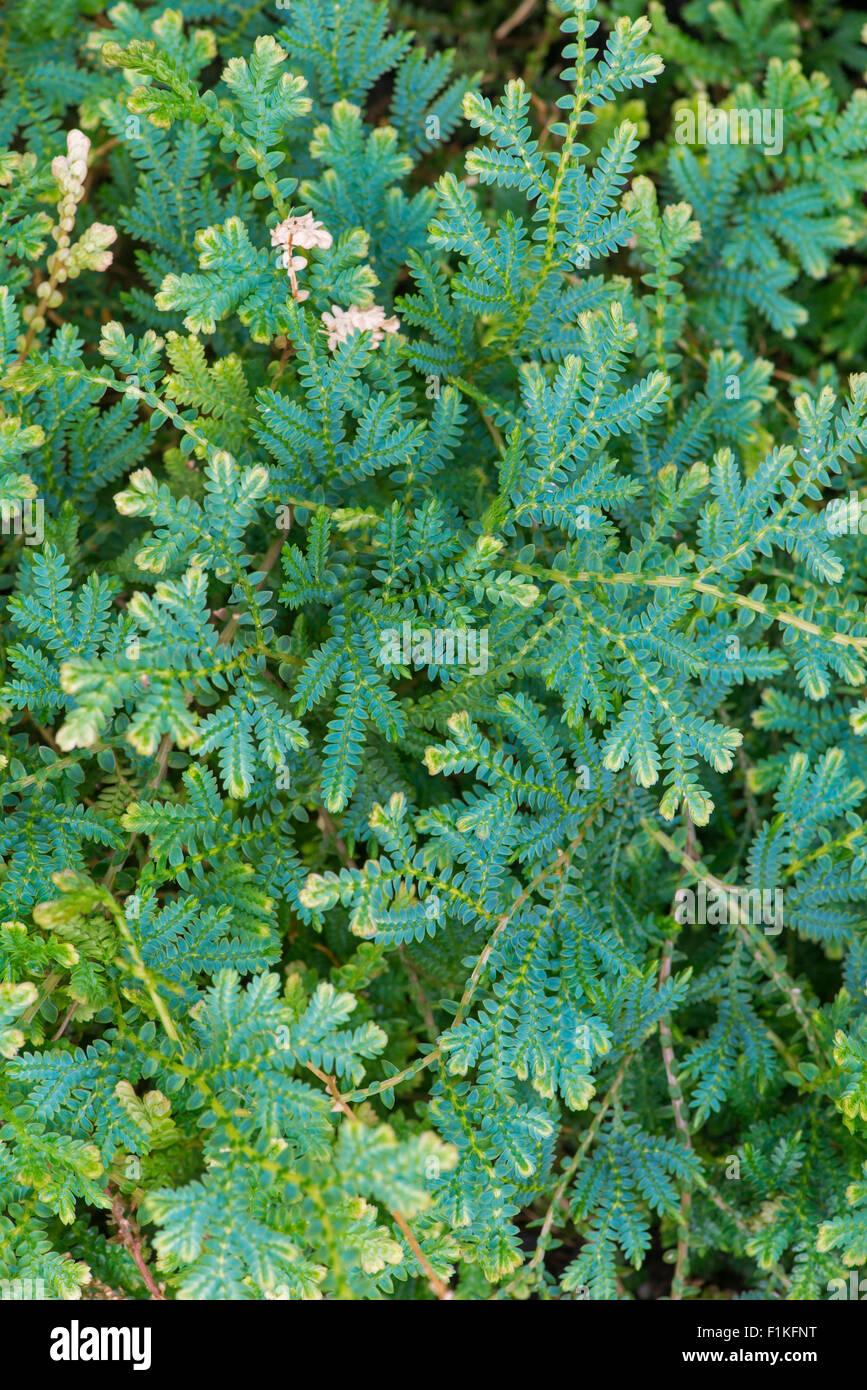 selaginella-uncinata-blue-spikemoss-peacock-moss-peacock-spikemoss-F1KFNT.jpg