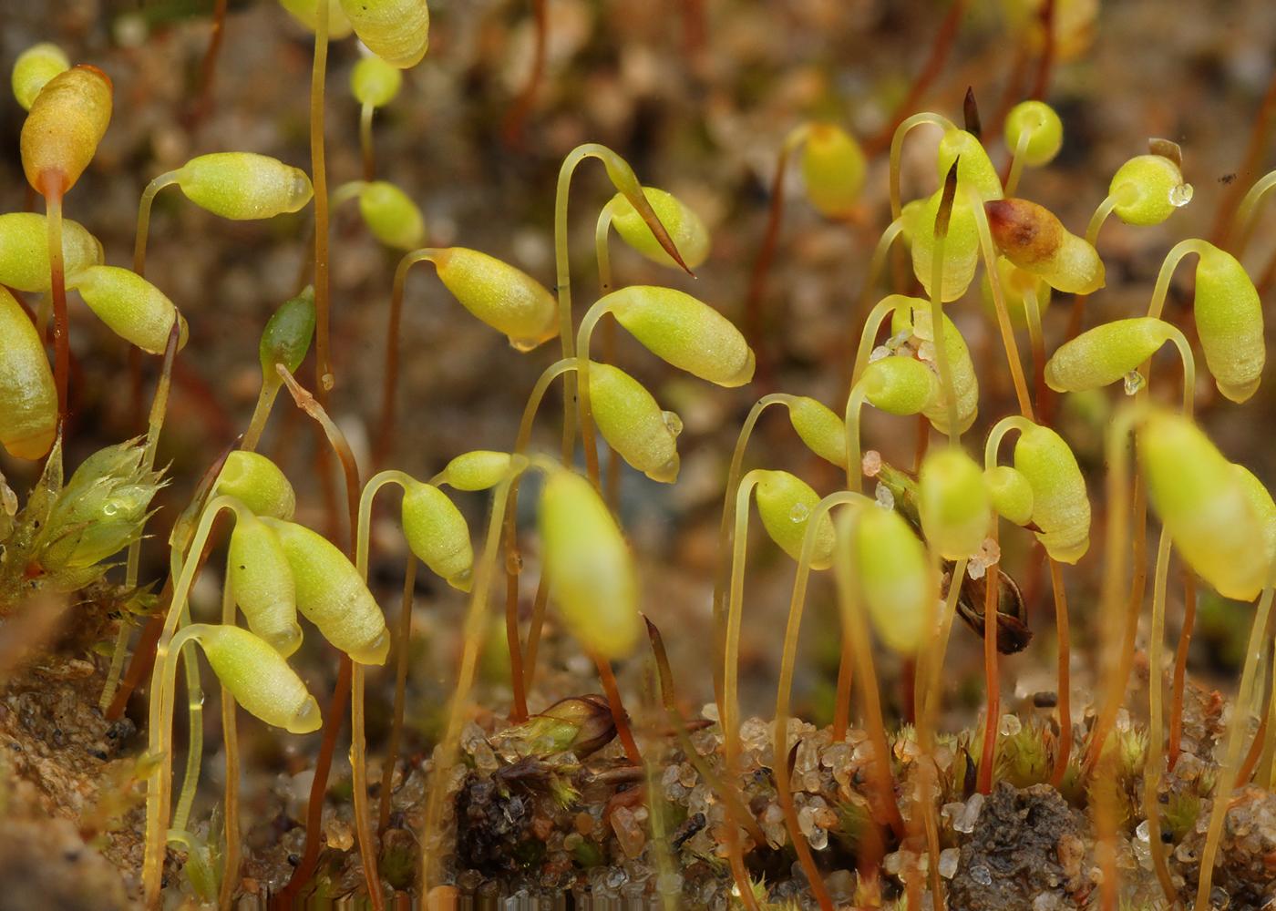 seligeria_acutifolia.jpg