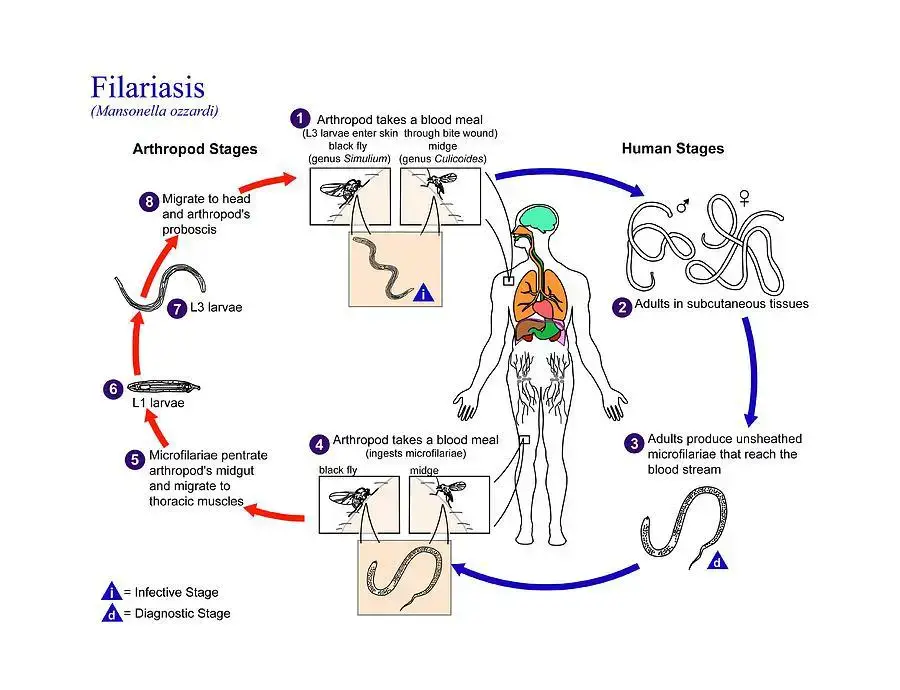 serous-cavity-filariasis-life-cycle-cdcscience-photo-library.jpg