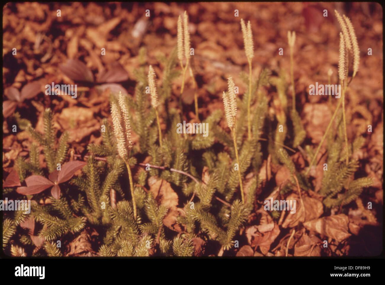 shining-club-moss-lycopodium-and-bunchberry-cornus-canadensis-in-the-DF89H9.jpg