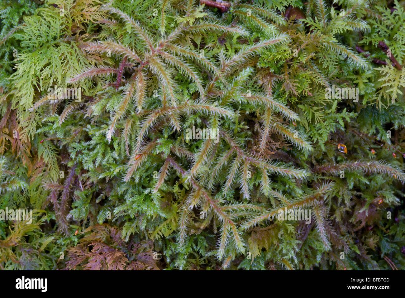 short-beaked-wood-moss-hylocomium-brevirostri-BFBTGD.jpg