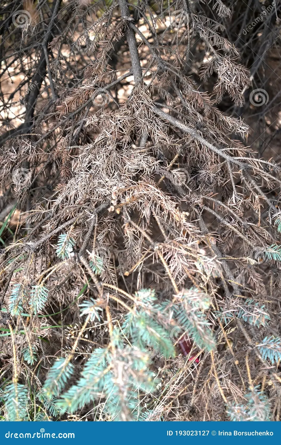 showered-needles-branch-blue-canadian-spruce-fungal-disease-fusariosis-193023127.jpg