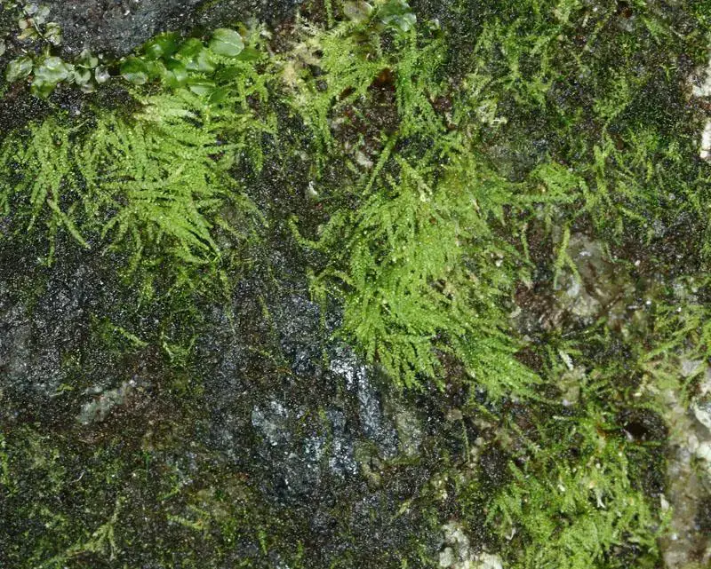 siberian-myurella-moss-myurella-sibirica.jpg