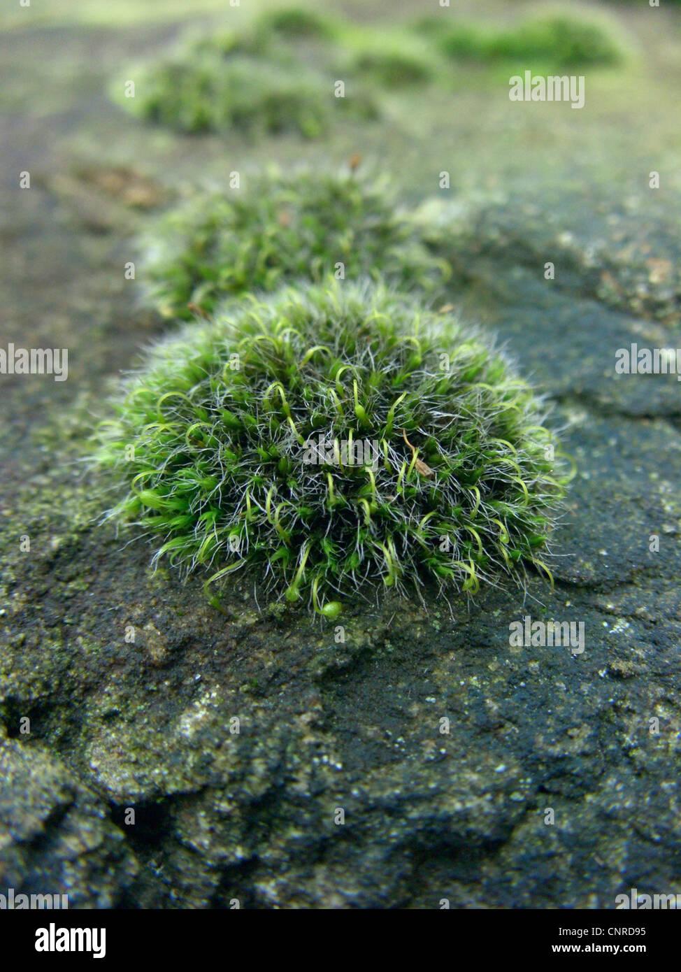 silver-sidewalk-cushion-moss-grimmia-pulvinata-growing-on-a-wall-germany-CNRD95.jpg