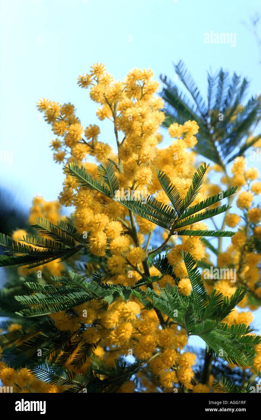 silver-wattle-acacia-dealbata-acacia-decurrens-var-dealbata-blooming-AGG1RF.jpg