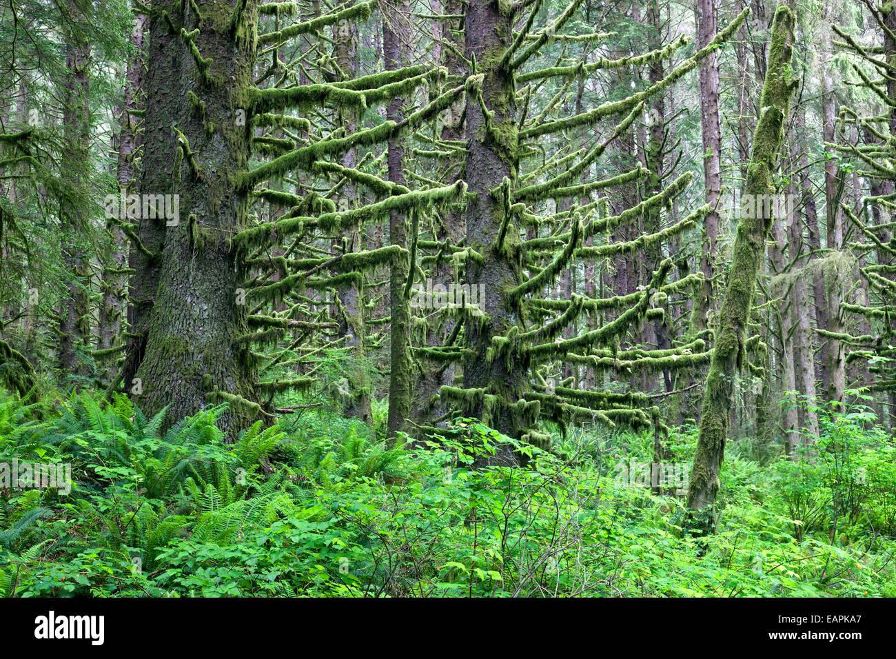 sitka-spruce-forest-lichen-moss-covered-branches-EAPKA7.jpg