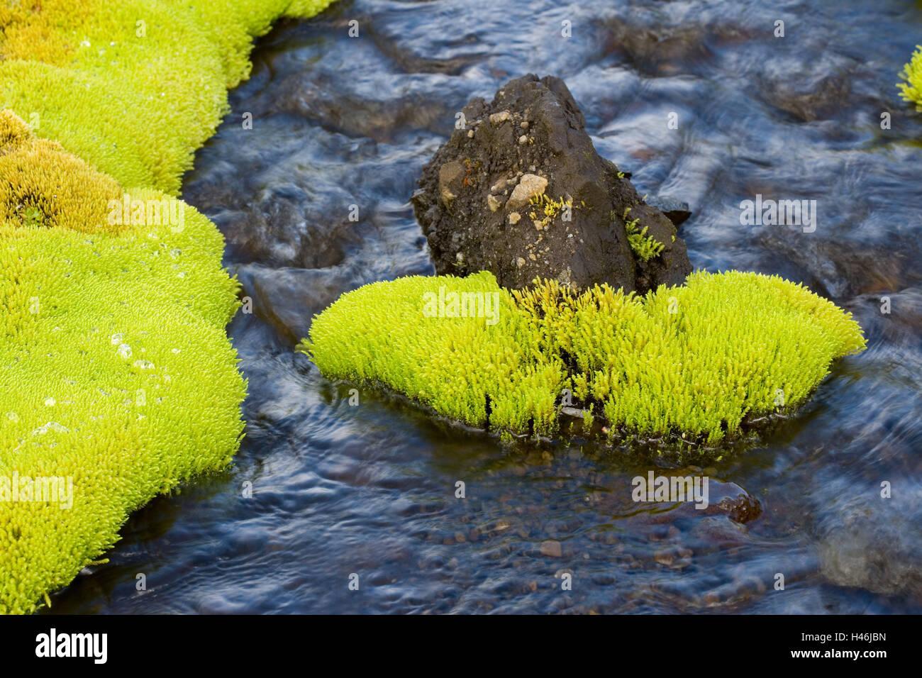 source-moss-fontinalis-spec-detail-H46JBN.jpg