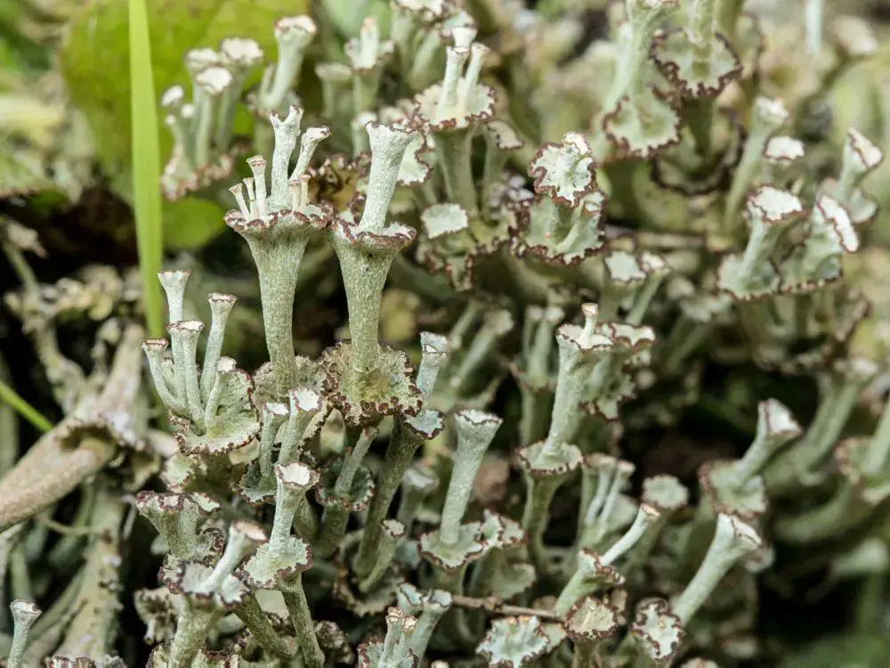 species-Cladonia-verticillata-1-1000x750.jpg