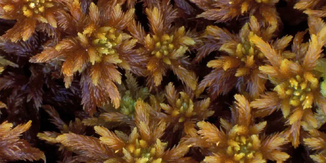 sphagnum-annulatum-foto-kjell-i-flatberg--1100x551.jpg