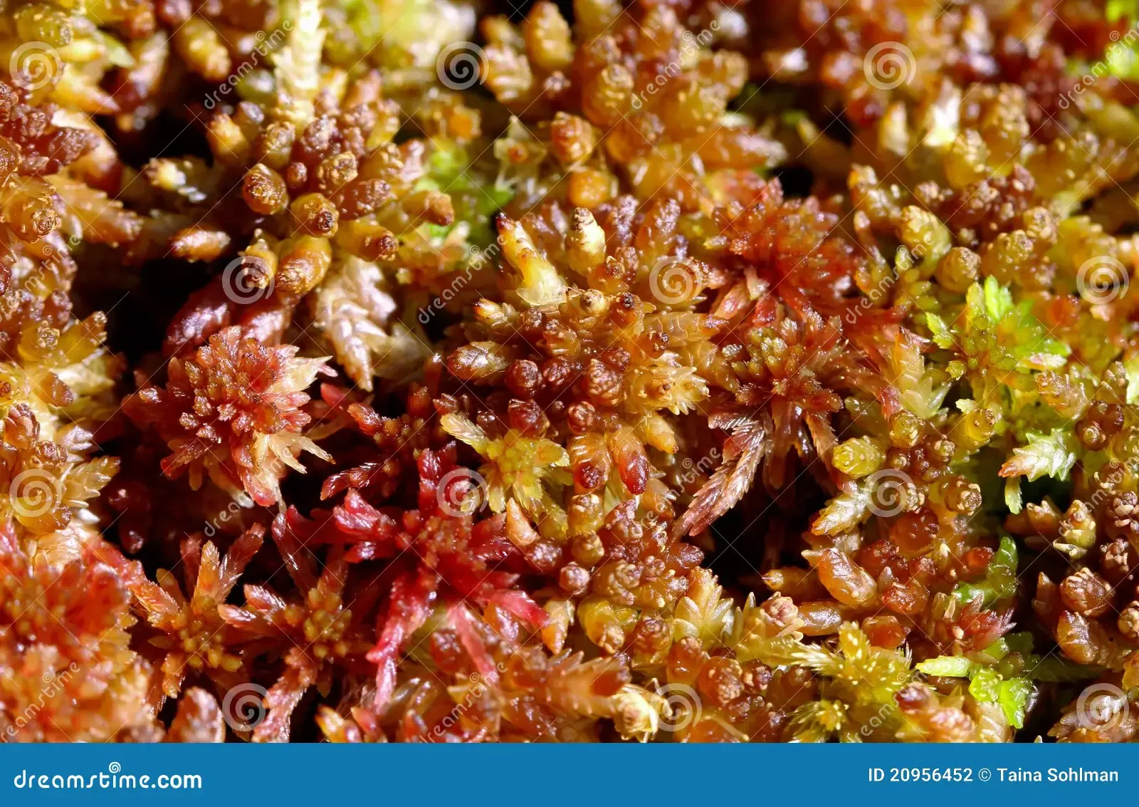 sphagnum-capillifolium-acute-leaved-peat-moss-20956452.jpg