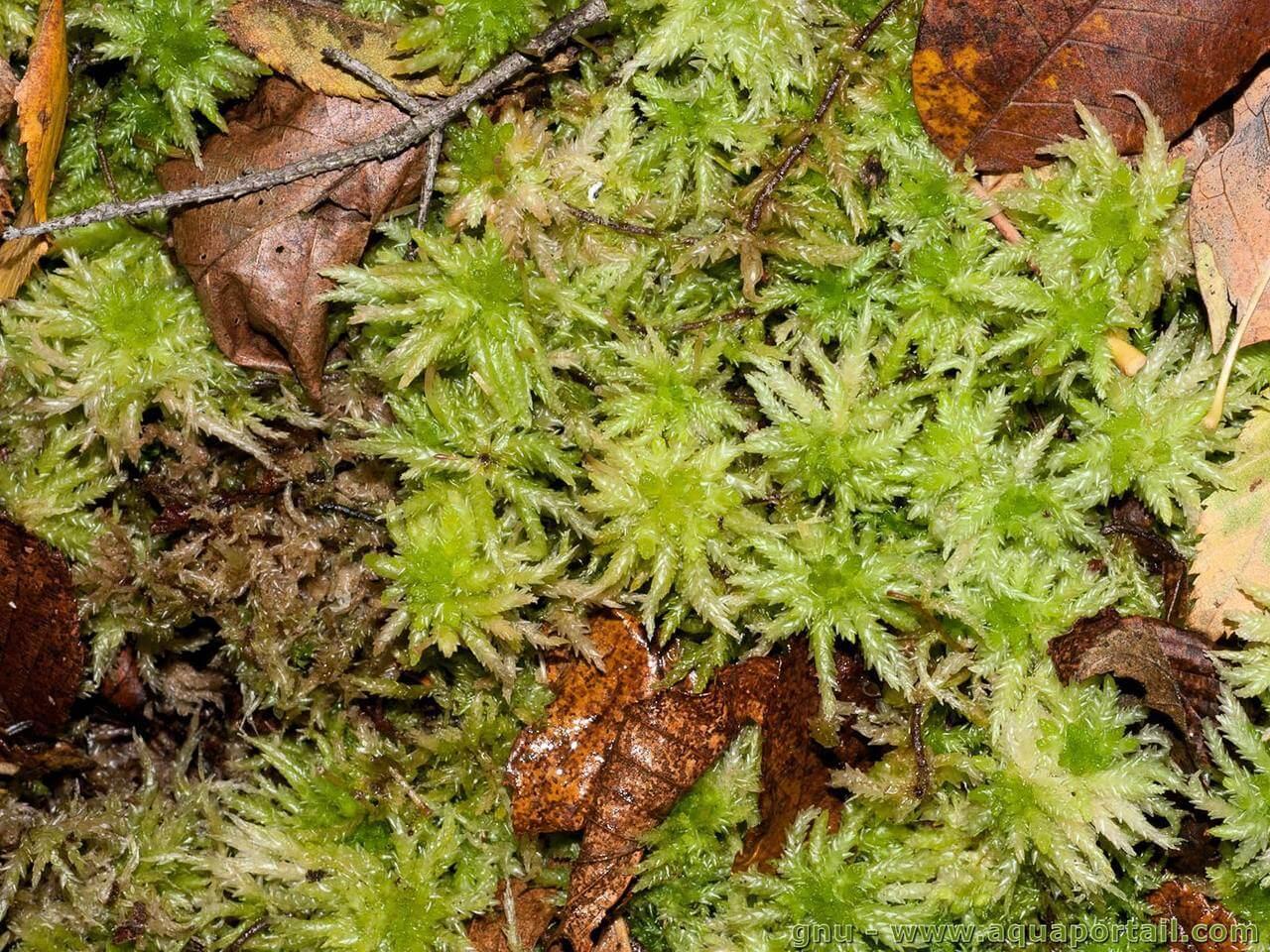 sphagnum-cristatum.jpg