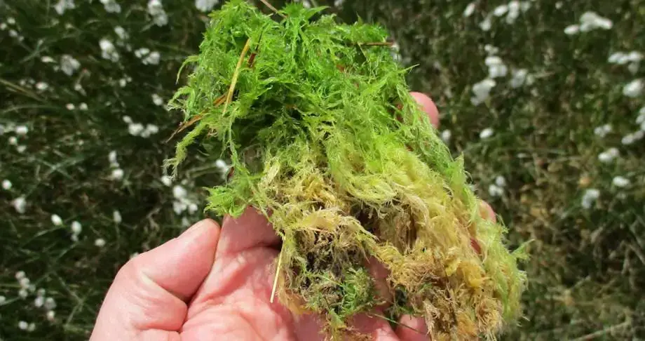 sphagnum-cropped.jpg