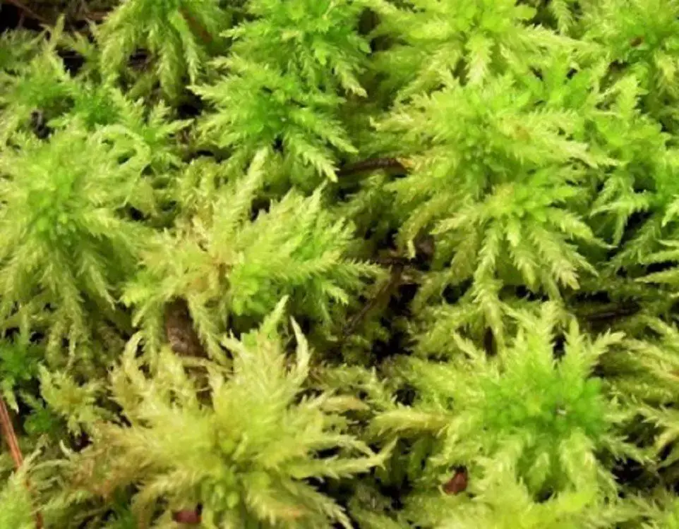 sphagnum-moss.jpg