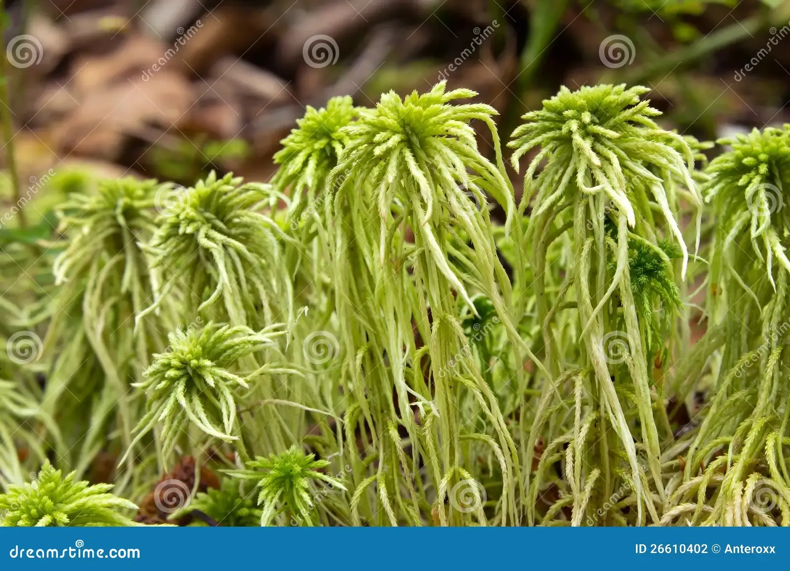 sphagnum-moss-26610402.jpg