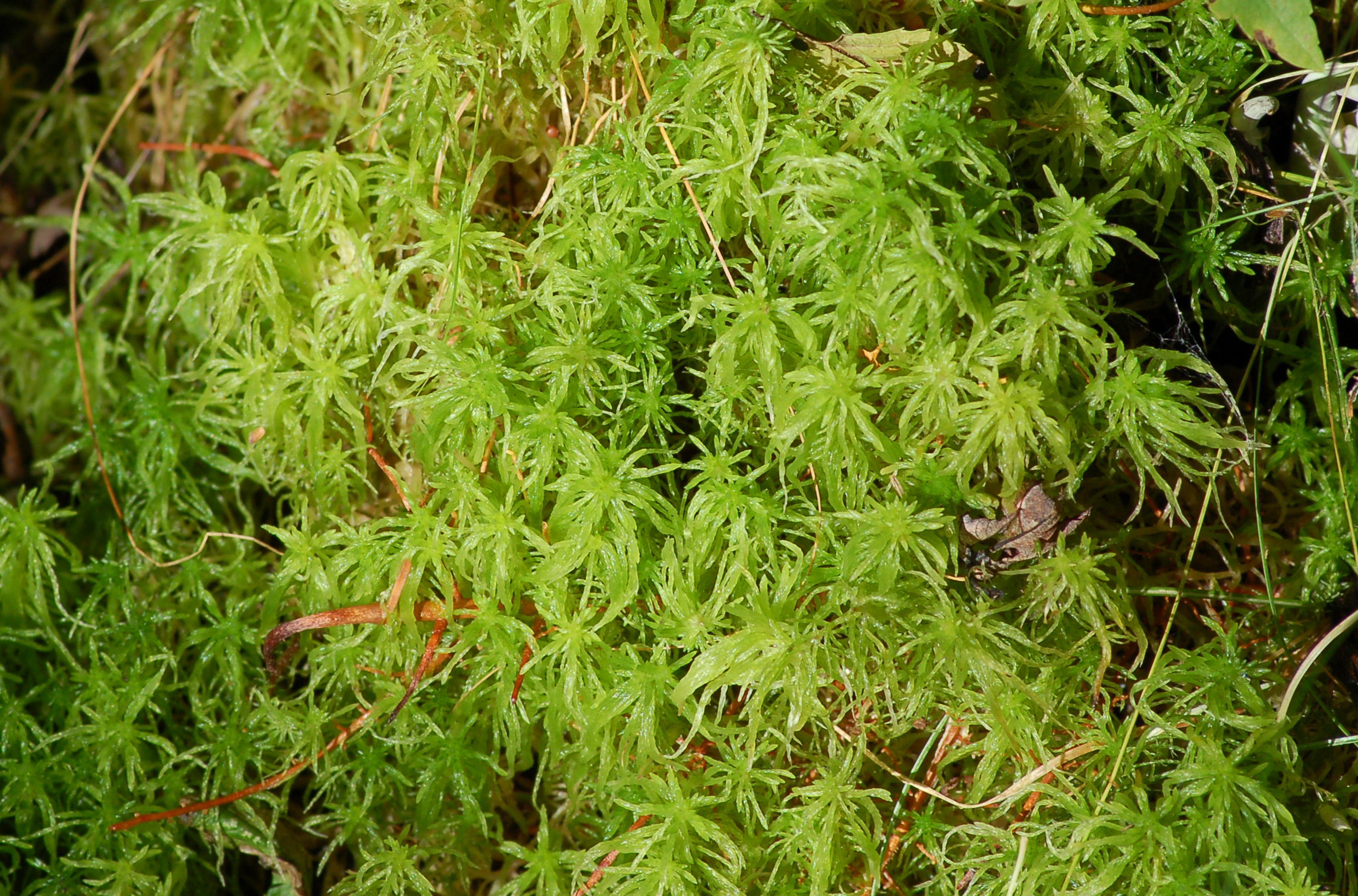 sphagnum-moss-big-5734ddb75f9b58723db9ee0e.jpg