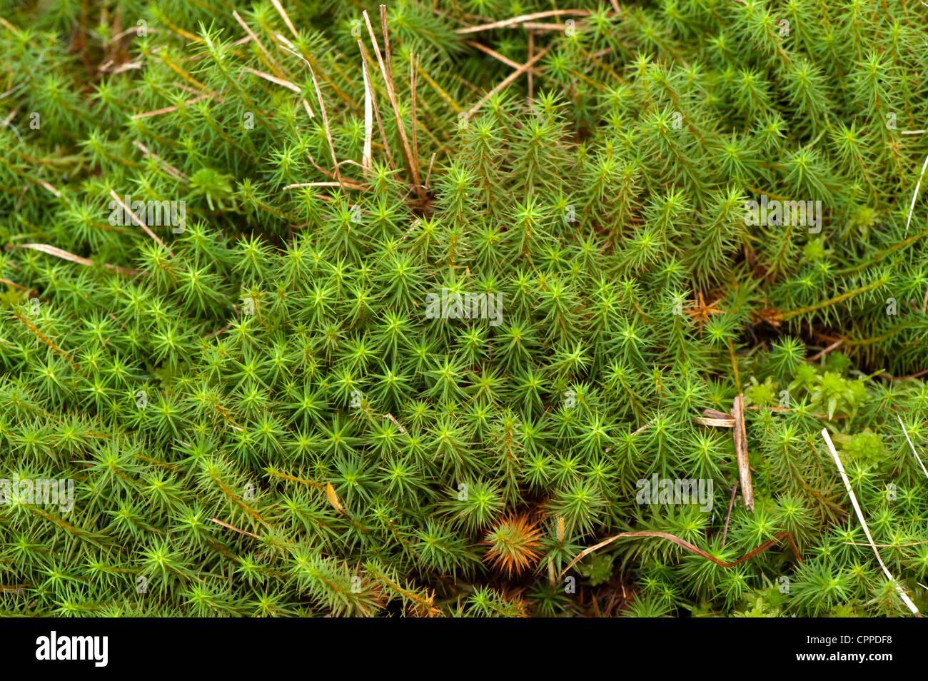 sphagnum-moss-on-a-peat-bog-CPPDF8.jpg