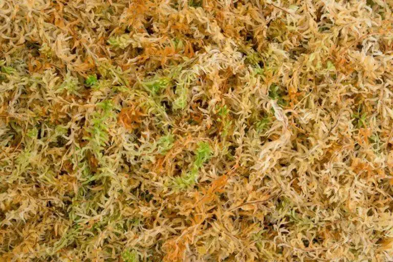 sphagnum-moss-spagmoss-supreme-768x512.jpg