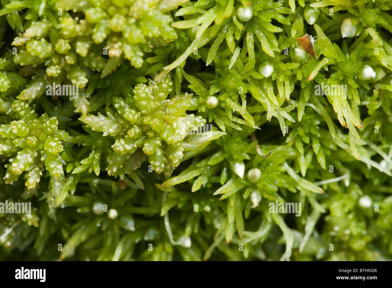 sphagnum-moss-sphagnum-papillosum-B7HNGR.jpg