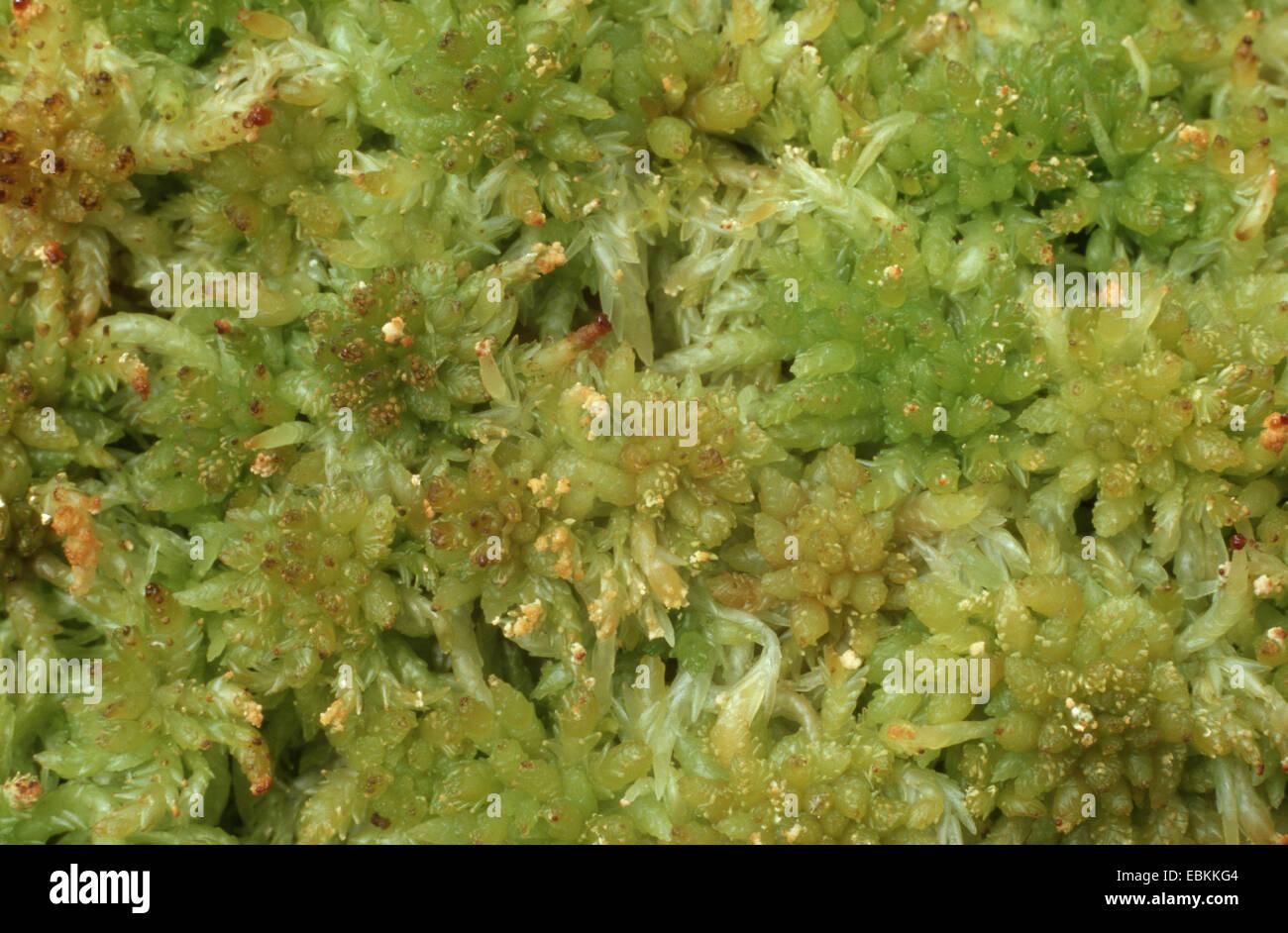 sphagnum-moss-sphagnum-recurvum-top-view-germany-EBKKG4.jpg