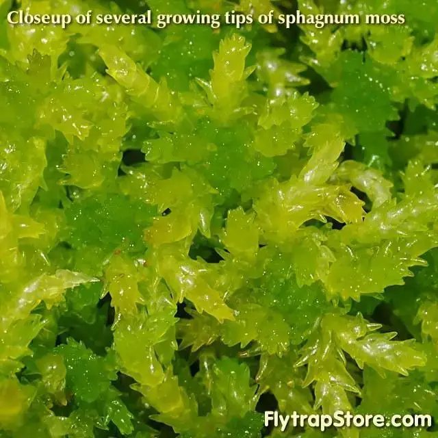 sphagnum-moss_live_3.jpg