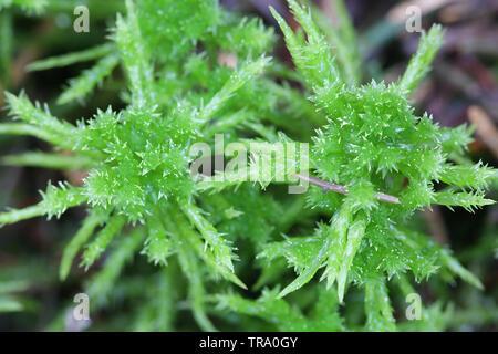 sphagnum-squarrosum-commonly-known-as-the-spiky-bog-moss-or-spreading-leaved-bog-moss-TRA0GY.jpg