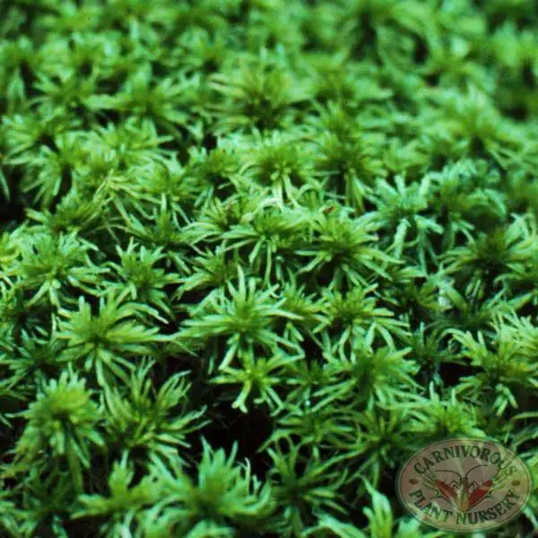 sphagnum.1_x700.jpg