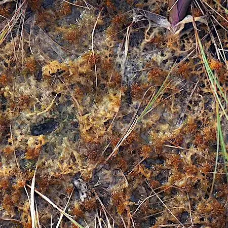 sphagnum_annulatum2.jpg