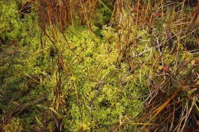 sphagnum_moss_bog_650.jpg