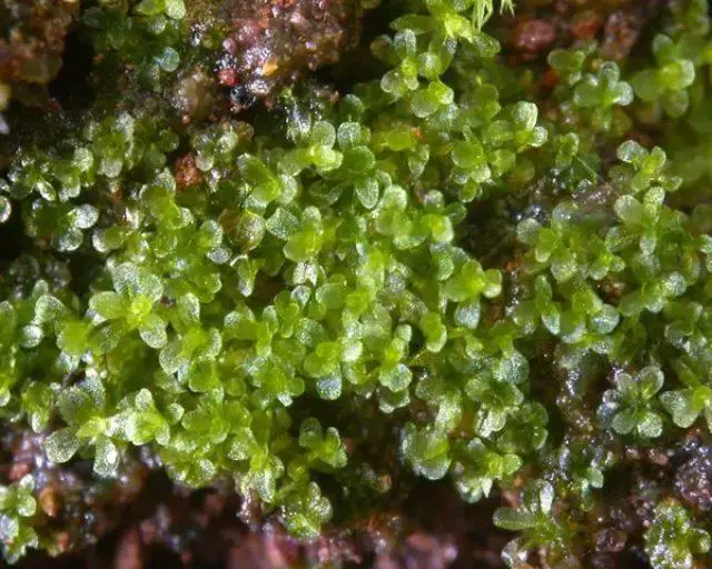 splachnobryum_Vesuvius.jpg