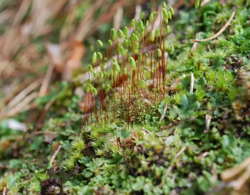 sporophyte-de-la-fil-mousse-capillaire-capillare-de-bryum-70331750.jpg