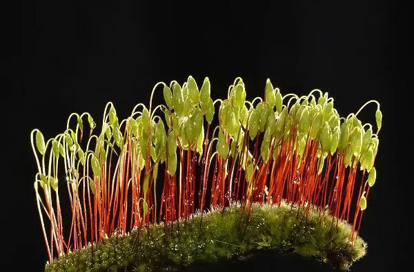 sporophytes-creeping-feather-moss-amblystegium-12520897.jpg