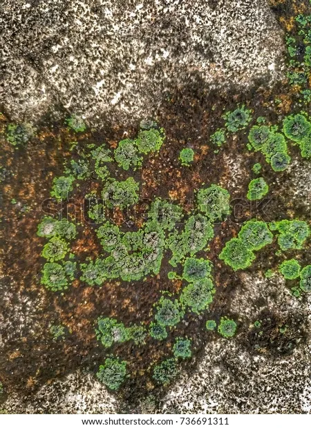 spot-green-moss-fungus-on-600w-736691311.jpg