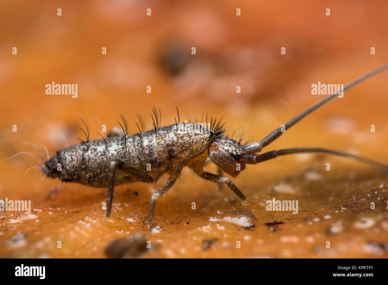 springtail-pogonognathellus-longicornis-at-rest-on-a-tree-trunk-cahir-KPKTFY.jpg