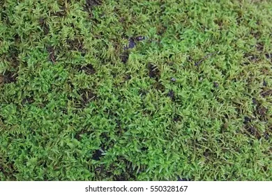 springy-turfmoss-260nw-550328167.jpg