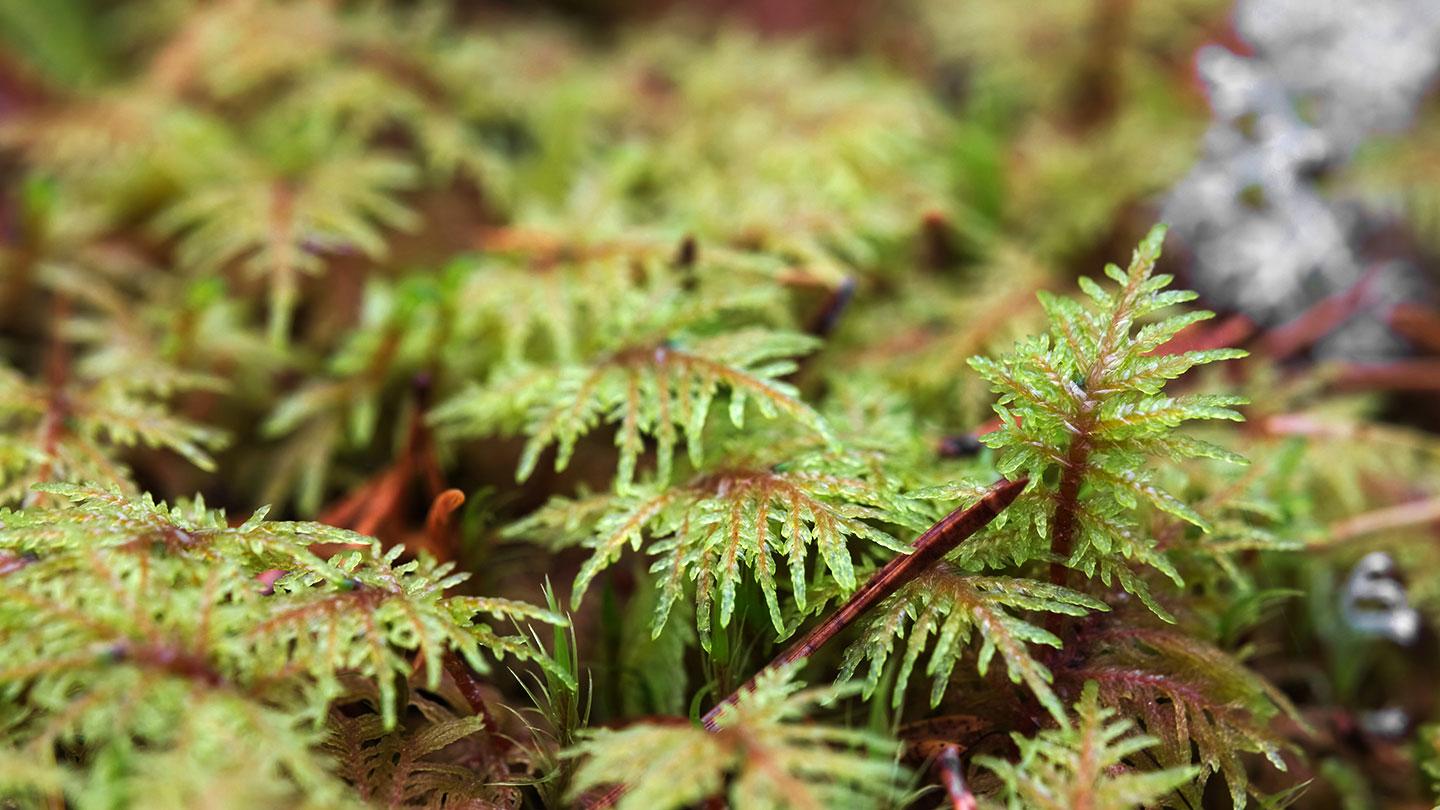 stairstep-moss-macro-photo-istock-502213162-jojoo64.jpg