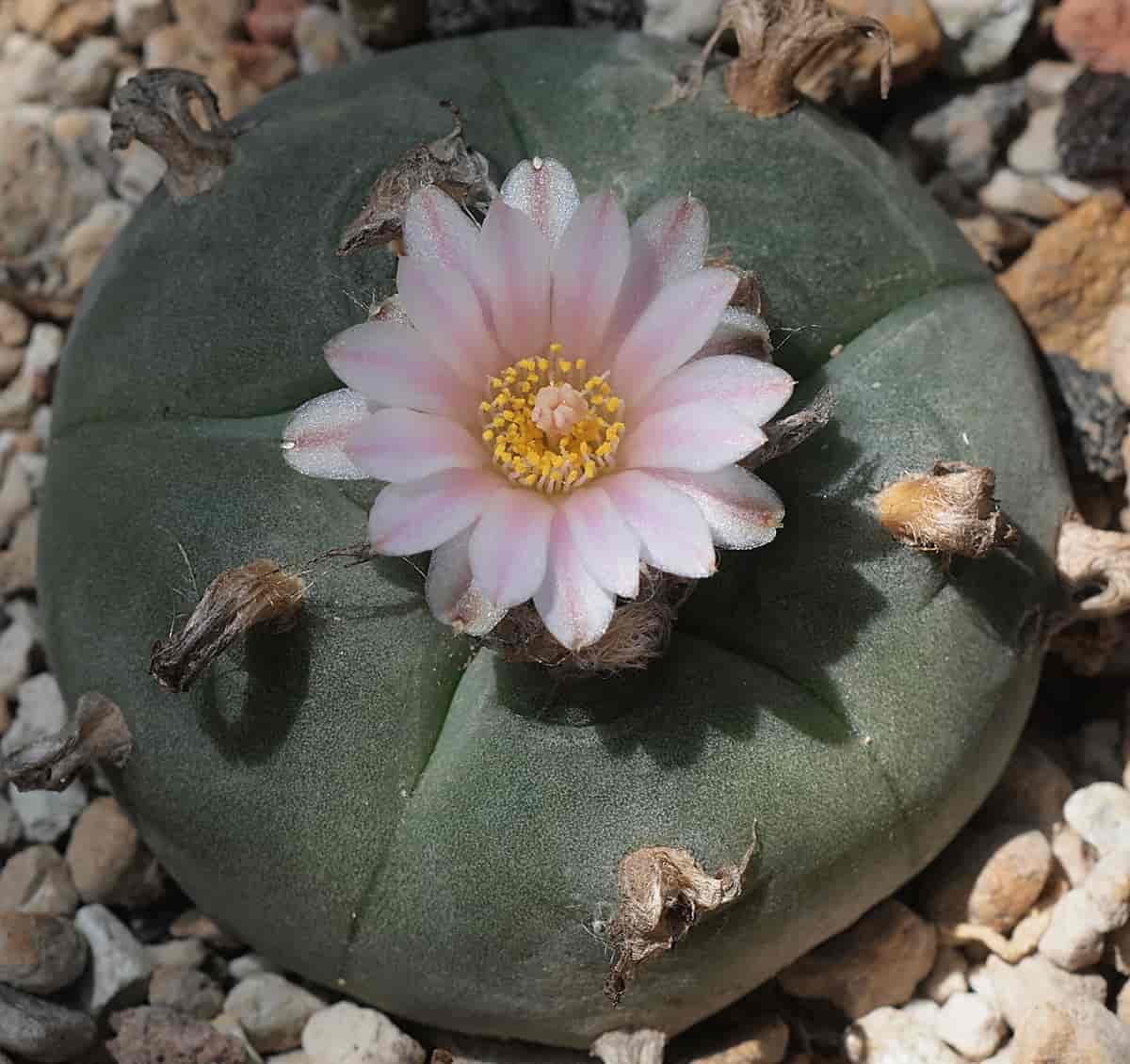 standard_compressed_Lophophora_williamsii__8702445284_.jpg