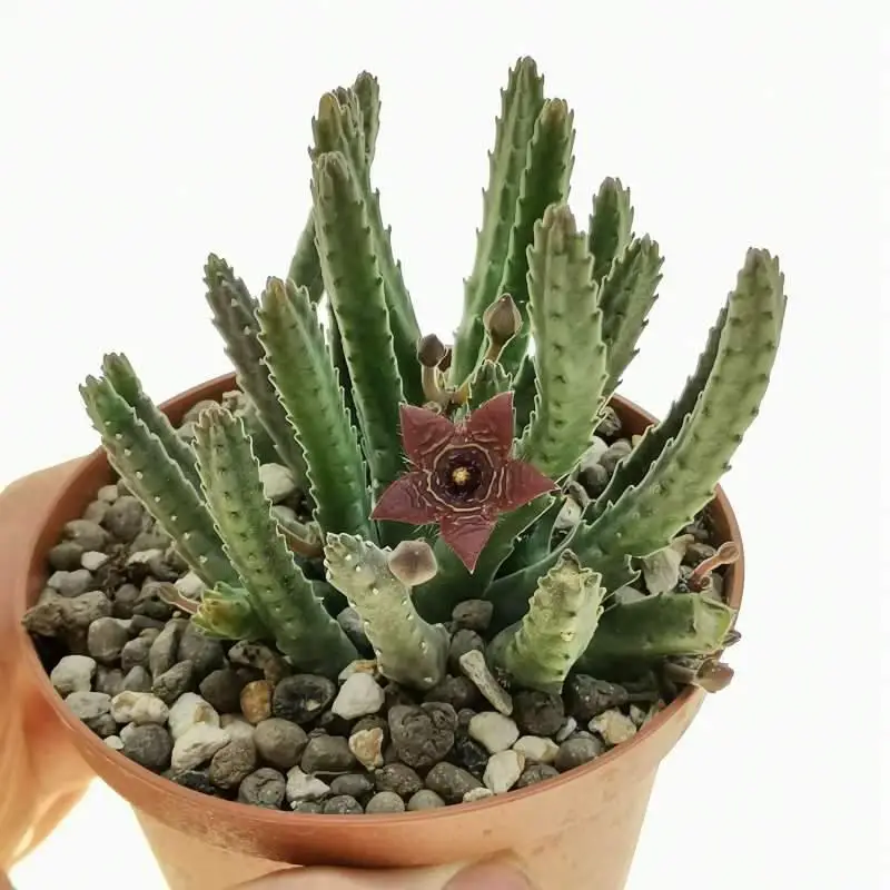 stapelia-paniculata-var.-scitula.jpg