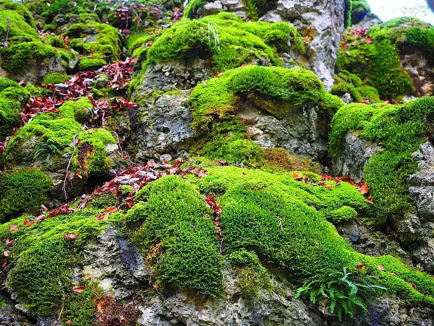 stone-moss-bemoost-green-overgrown-of-course-forest-forest-floor-rock.jpg