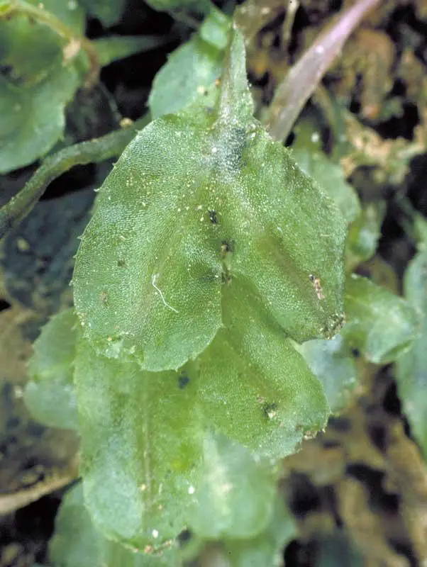 symphy-podophylla-46.jpg