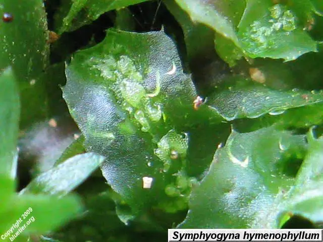 symphyogyna-hymenophyllum-3.JPG