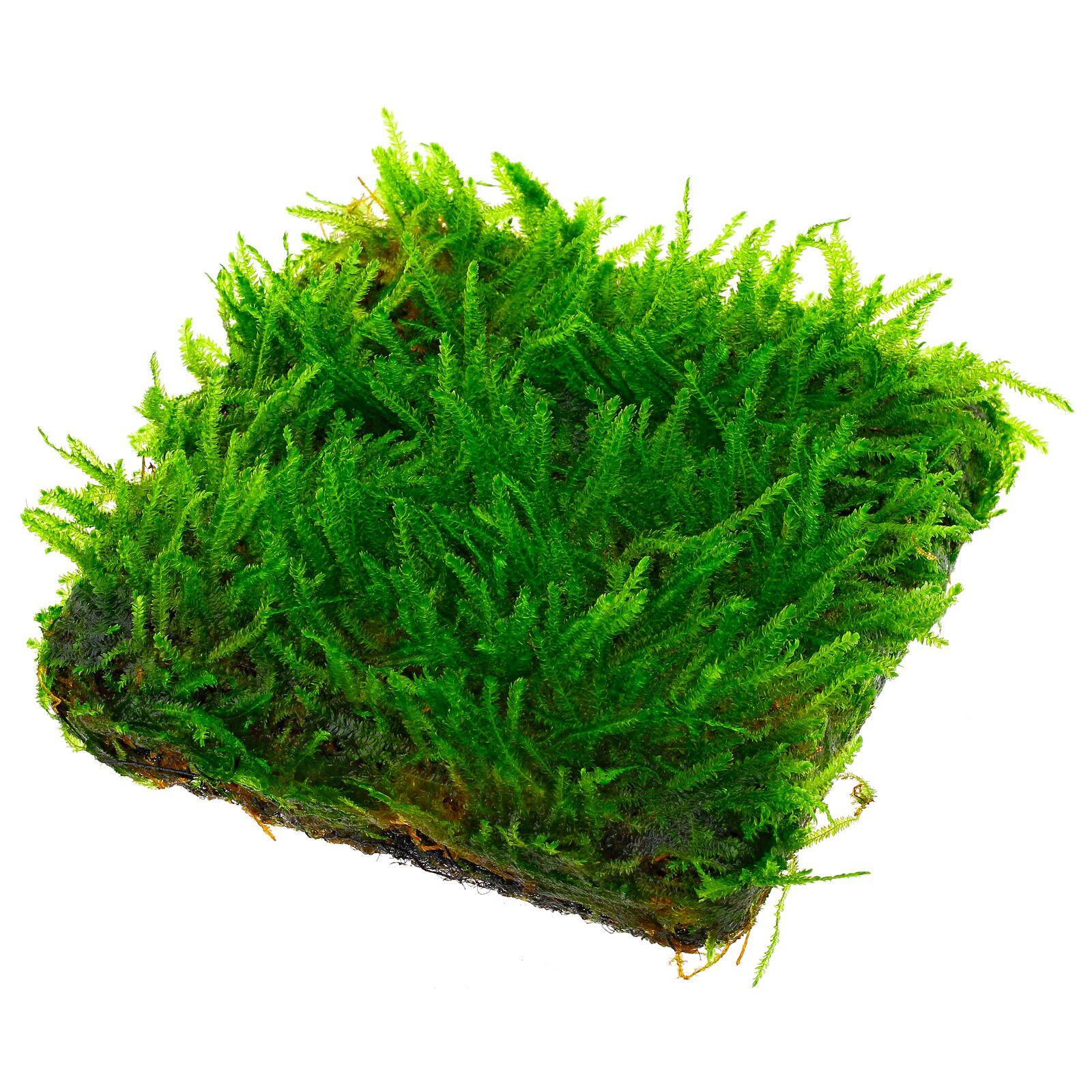 taxiphyllum-sp-spiky-moss.jpg