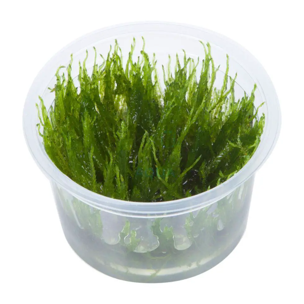 taxiphyllum-taiwan-moss-1-2-grow.jpg