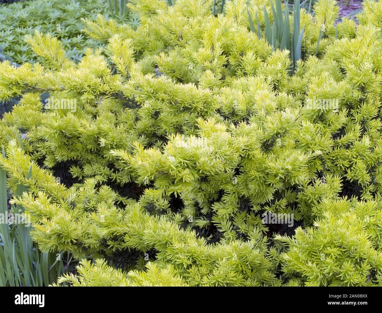 taxus-cuspidata-nana-aurescens-2AN0BXX.jpg