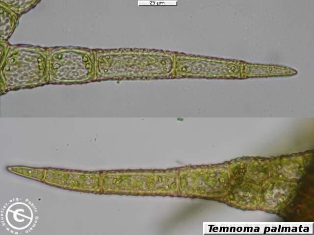 temnoma-palmata-lobe.JPG